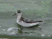 Red-necked Phalarope  Toft Newton 18th Sept 05 (9).jpg