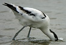 Avocet.jpg