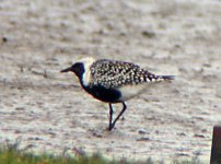 Gray Plover.jpg