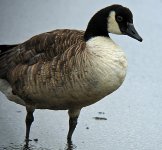 Canada Goose.jpg