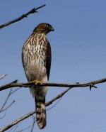 IMG_0960_Coopers hawk.JPG