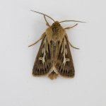 _MG_7955 Antler Moth.JPG