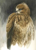 Long legged buzzard Juv.jpg