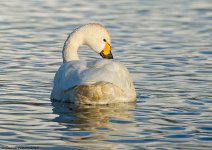 Bewick'sSwan.jpg