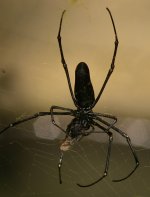 DSCN2652 Black Woodland spider eating moth bf.jpg