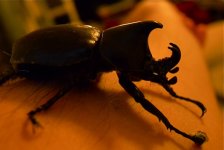 DSCN2612 horny beetle bf.jpg