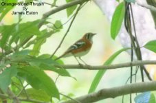 Orange-sided Thrush_filtered-1.jpg