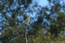 JAY_2598 Large Green Pigeon.jpg