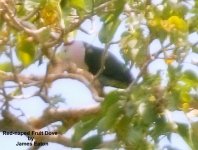 Red-naped Fruit Dove_filtered-1.jpg