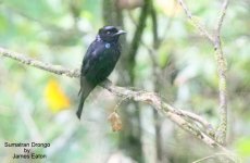 sumatran_drongo__6846_je_filtered-1.jpg