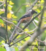 sumatran_treepie_6830_je_filtered-1.jpg