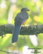 sumatran_trogon__6866_je_filtered-1.jpg