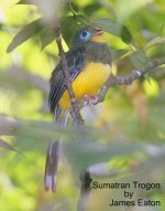 sumatran_trogon__6887_je_filtered-1.jpg