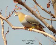 yellowfootpigeon_je_filtered-1.jpg