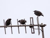 IMG_5949_Common Starling.jpg