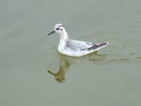 Grey Phalarope.jpg