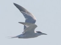 img_2599_tern.jpg