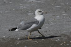 Larus.JPG