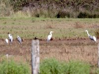 IMG_7455_Great Egret.jpg