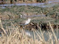 IMG_7484_Wood Sandpiper.jpg