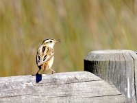 IMG_7594_Aquatic Warbler.jpg