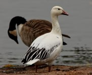 Groby Pool Goose.JPG