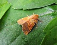 Barred Sallow.JPG