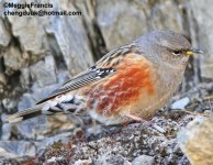 accentor 700.jpg