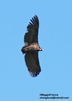 Black vulture.jpg