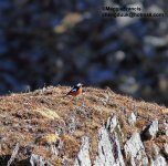 Guldenstadt;s Redstart.jpg