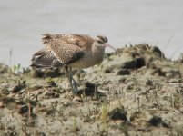 whimbrel P7000 65mm c DSCN0420.jpg