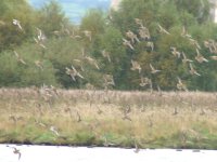 golden plover b.jpg