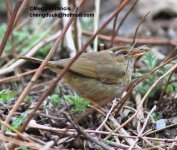 Yellow-streaked Warbler.jpg