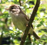 Yellow-streaked Warbler 1.jpg