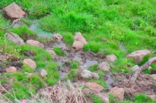 Farellones South American Snipe.jpg