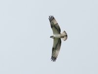 IMG_2960_Osprey.jpg