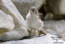 blackwingedsnowfinch10_filtered-1.jpg