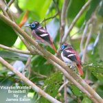 Visayan Wattled Broadbill_filtered-1.jpg