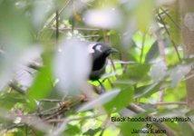 Black-hooded Laughingthrush_filtered-1.jpg