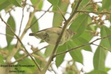 brownbackedflowerpecker_copy1_copy1-1.jpg