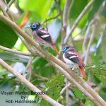 Visayan Wattled Broadbill_filtered-2.jpg