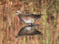 Unstead SF Spotted Crake 1.jpg