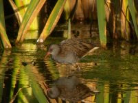 Unstead SF Water Rail 1.jpg