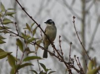 Chinese Bulbul.jpg