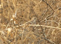 Chinese Hill Warbler.jpg