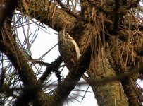 Treecreeper.jpg