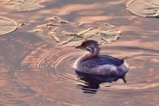 Bird Among Lily Pads_23169BF.jpg