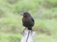 chestnut-capped Blackbird IMG_5480.JPG