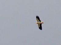 IMG_0261_Egyptian Vulture.jpg