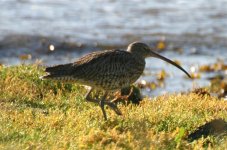 curlew.jpg